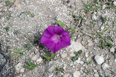 Ipomoea elongata