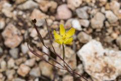 Sisyrinchium angustissimum