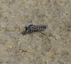 Laphystia texensis