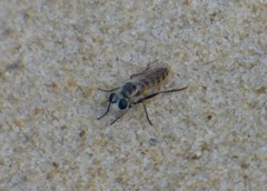 Laphystia texensis