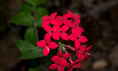 Bouvardia viminalis