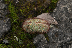 Mammillaria haageana conspicua