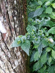 Strobilanthes flexicaulis