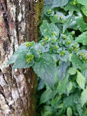 Strobilanthes flexicaulis