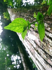 Strobilanthes flexicaulis