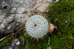 Mammillaria haageana conspicua