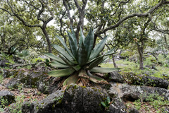 Agave atrovirens