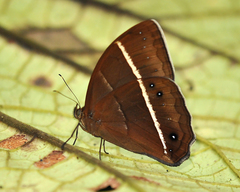 Parataygetis lineata