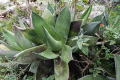Agave salomonii