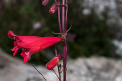 Penstemon hartwegii