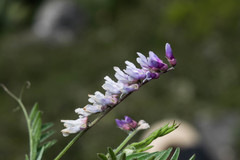 Vicia pulchella