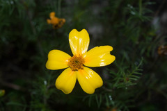 Tagetes linifolia
