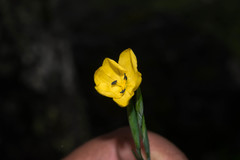 Sisyrinchium angustissimum