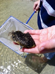 Canthidermis maculata