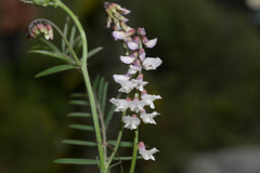 Vicia pulchella