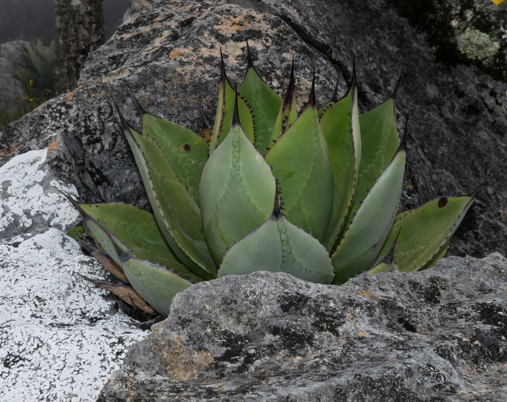 Agave salomonii (Salomon's Magnificent Agave)