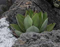 Agave salomonii