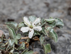 Dichondra nivea