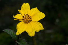 Electranthera mutica holotricha