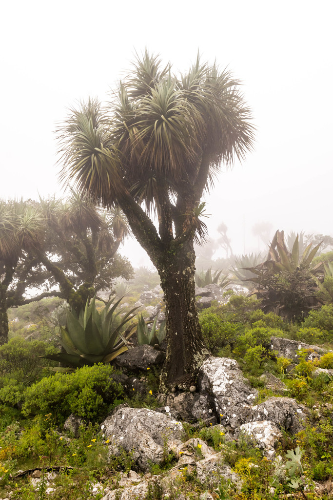 Nolina excelsa