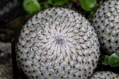 Mammillaria haageana