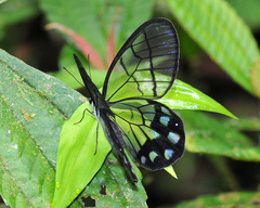Pseudohaetera mimica