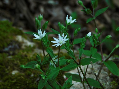 star chickweed