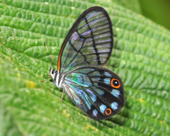 Pseudohaetera mimica