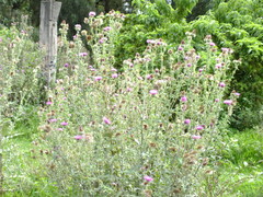 Cirsium rhaphilepis