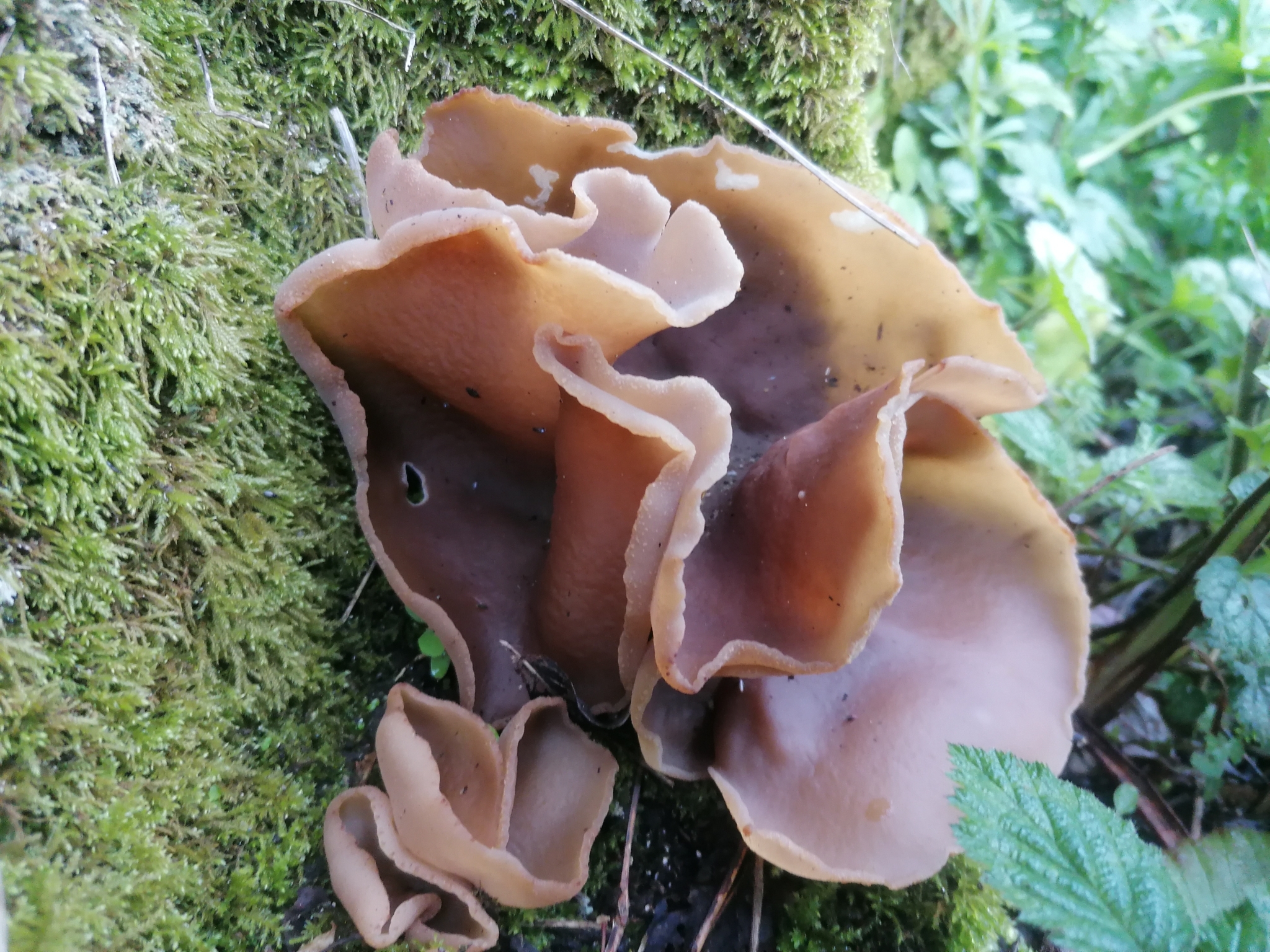 Otidea onotica