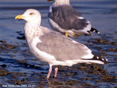 Larus argentatus vegae