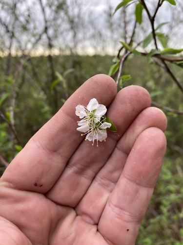 Prunus munsoniana