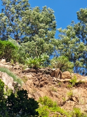 Sonchus fruticosus image