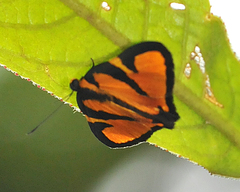 Symmachia titiana