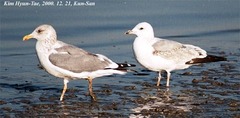 Larus argentatus mongolicus
