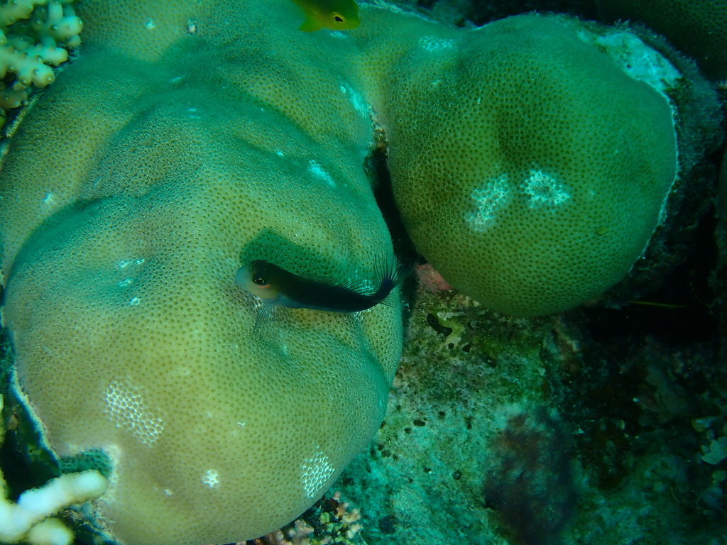 Bicolor Blenny