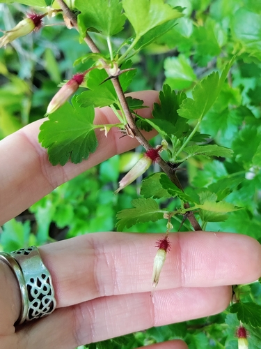 iNaturalist observation photo of currants and gooseberries
