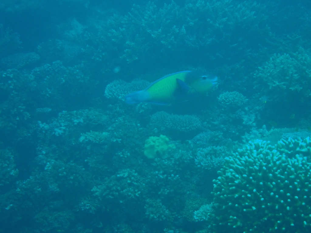 Japanese Parrotfish