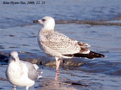 Larus fuscus heuglini