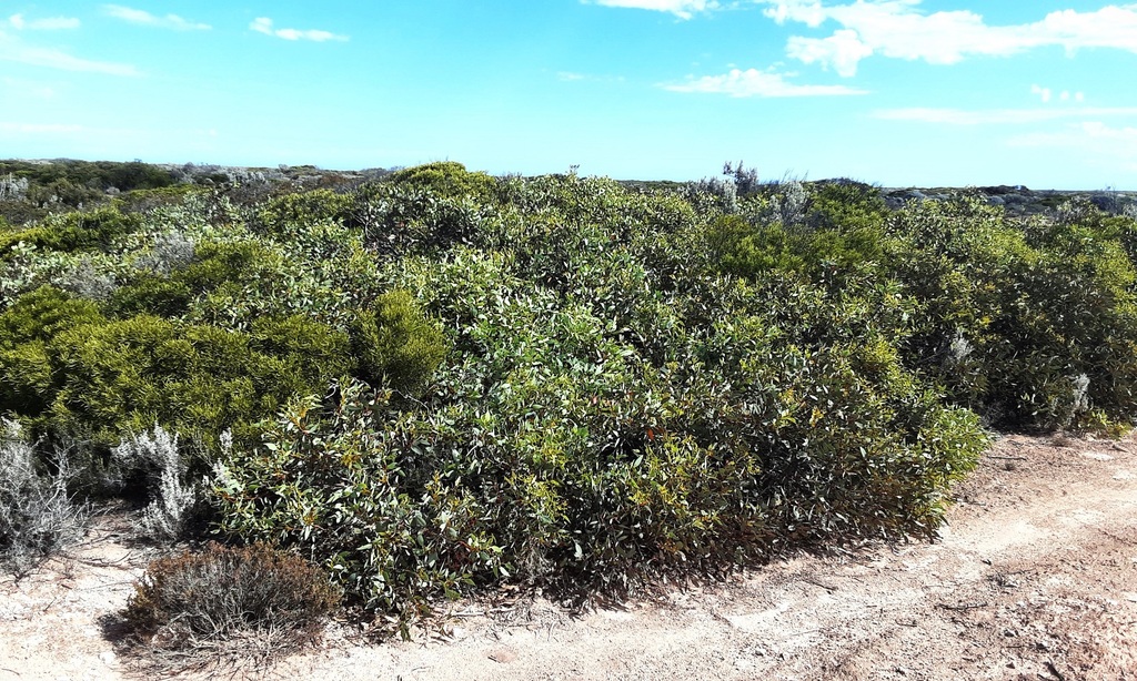 Yalata Mallee from Nullarbor SA 5690, Australia on March 04, 2023 at 05 ...