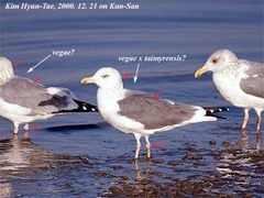 Larus fuscus heuglini