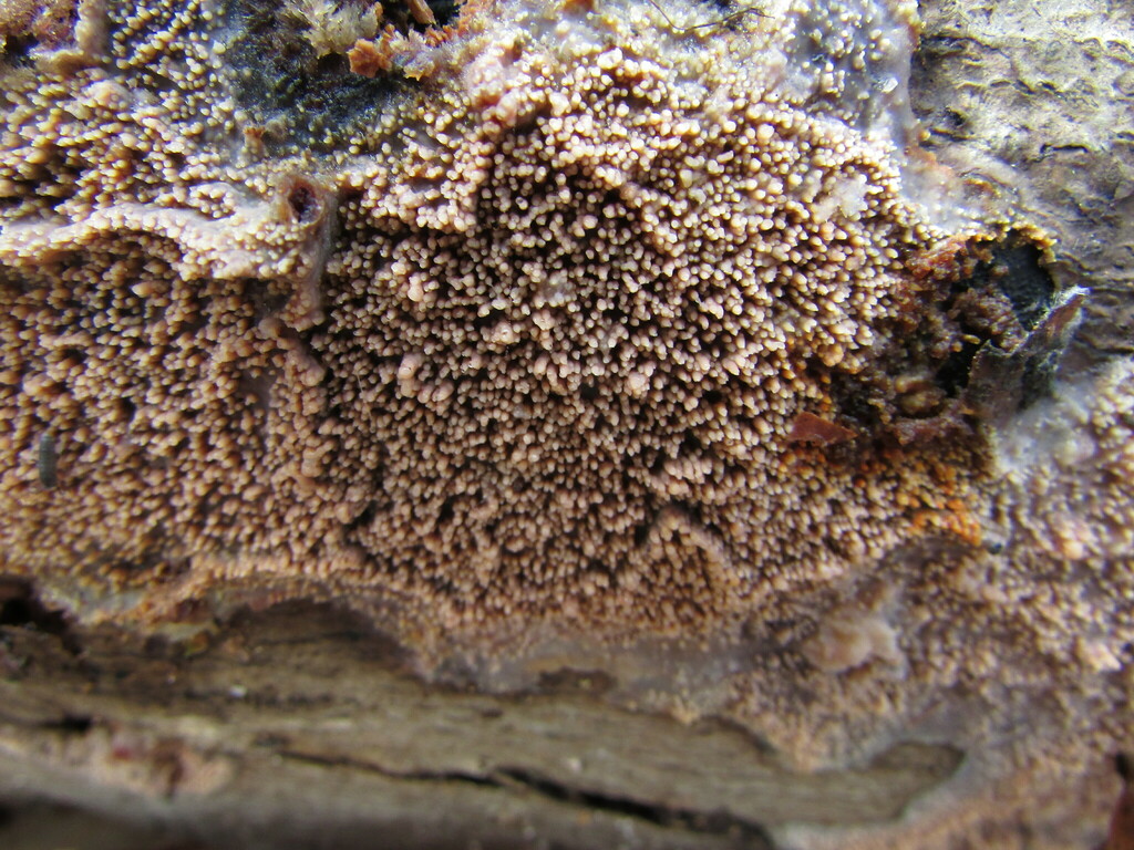 Phlebia lividina