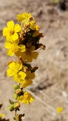 Deinandra mohavensis