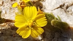 Deinandra mohavensis