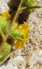 Deinandra mohavensis
