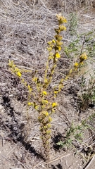 Deinandra mohavensis