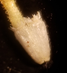 Deinandra mohavensis