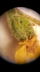 Deinandra mohavensis