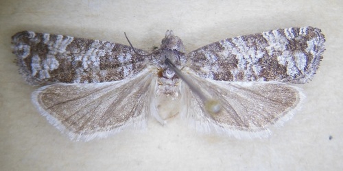 Retinia mafica