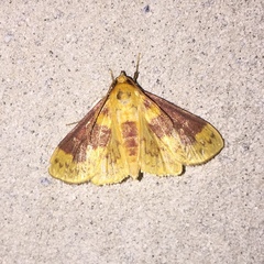 Polygrammodes ponderalis